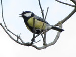 Carbonero común (Parus major)