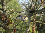 Curruca zarcera (Sylvia communis)