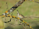 Curruca zarcera (Sylvia communis)