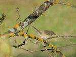 Curruca zarcera (Sylvia communis)