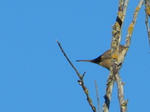 Curruca zarcera (Sylvia communis)