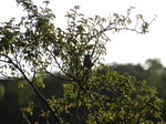 Herrerillo común (Cyanistes caeruleus)