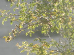 Herrerillo común (Cyanistes caeruleus)