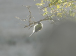 Herrerillo común (Cyanistes caeruleus)