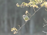 Herrerillo común (Cyanistes caeruleus)