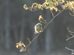 Herrerillo común (Cyanistes caeruleus)