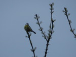 Herrerillo común (Cyanistes caeruleus)