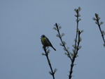 Herrerillo común (Cyanistes caeruleus)