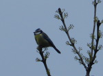 Herrerillo común (Cyanistes caeruleus)