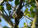 Herrerillo común (Cyanistes caeruleus)