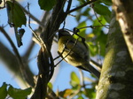 Herrerillo común (Cyanistes caeruleus)