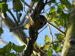 Herrerillo común (Cyanistes caeruleus)