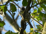 Herrerillo común (Cyanistes caeruleus)