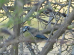 Herrerillo común (Cyanistes caeruleus)