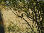Herrerillo común (Cyanistes caeruleus)