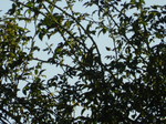 Herrerillo común (Cyanistes caeruleus)