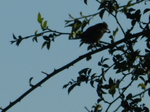 Herrerillo común (Cyanistes caeruleus)