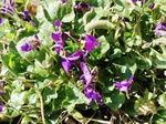 Flores de casafranca