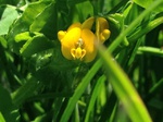 Flores de casafranca