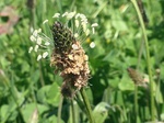 Flores de casafranca