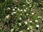 Flores de casafranca