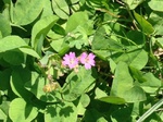 Flores de casafranca