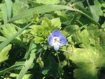 Flores de casafranca
