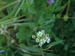 Flores de casafranca