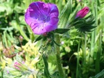 Flores de casafranca