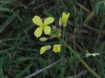 Flores de casafranca