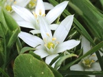 Flores de casafranca