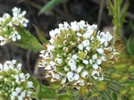 Flores de casafranca
