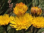 Flores de casafranca