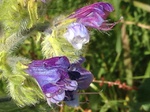 Flores de casafranca