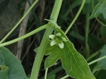 Flores de casafranca