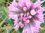 Flores de casafranca