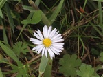 Flores de casafranca