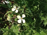 Flores de casafranca