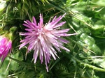 Flores de casafranca