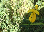 Flores de casafranca