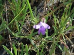 Flores de casafranca