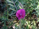 Flores de casafranca