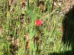 Flores de casafranca