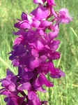 Flores de casafranca