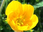 Flores de casafranca