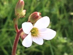 Flores de casafranca