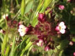 Flores de casafranca