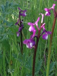 Flores de casafranca
