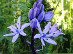 Flores de casafranca