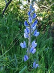 Flores de casafranca